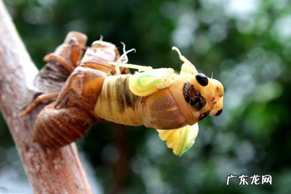 入伏吃什么水果 入伏吃什么