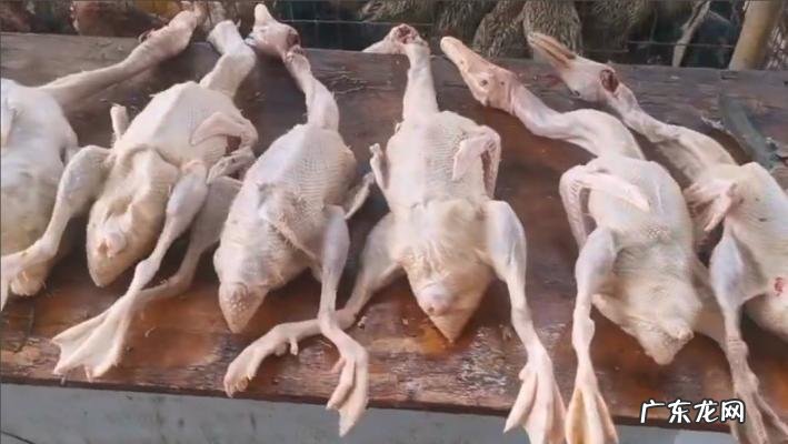 入伏吃什么水果 入伏吃什么