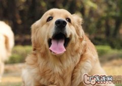 导盲犬一般是啥种类的小狗