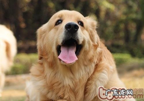 导盲犬一般是啥种类的小狗