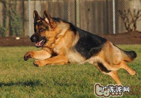 有关德牧犬的品种介绍