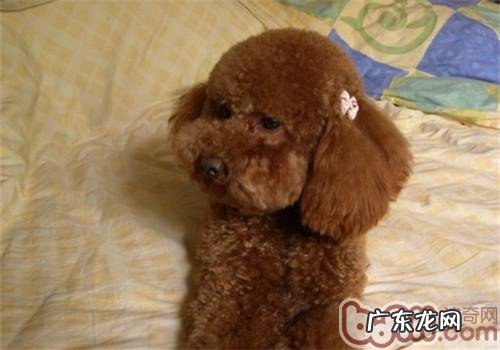 七大程序流程教你宠物造型