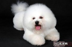 为何你的小狗一直盯住你