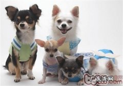 【检测】家里狗狗智商有多大