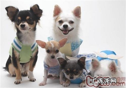 【检测】家里狗狗智商有多大