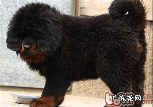 藏獒幼犬阶段的饮食搭配参考表