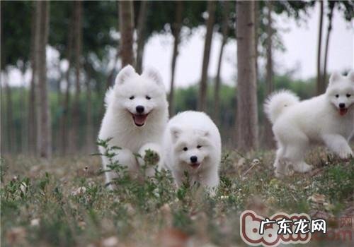 小狗可以用淡香水吗