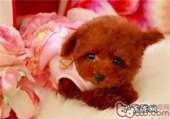 小狗可以吃美毛粉吗