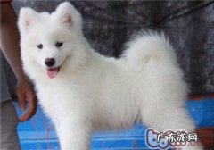 有关狗狗吃蛋黄的益处