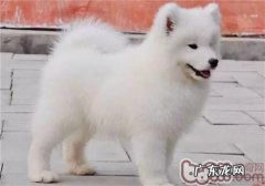 小狗为什么喜欢咬自身的小尾巴呢