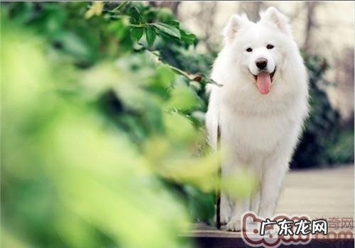 小狗出世后为何要打三次预苗