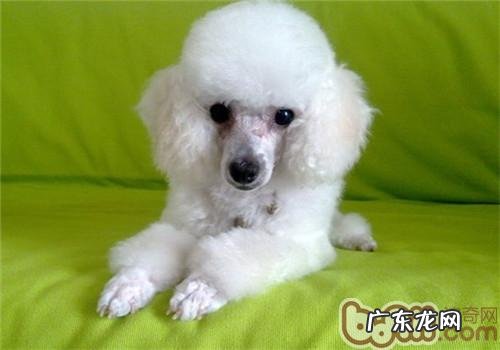 小狗的花鼻部是什么原因