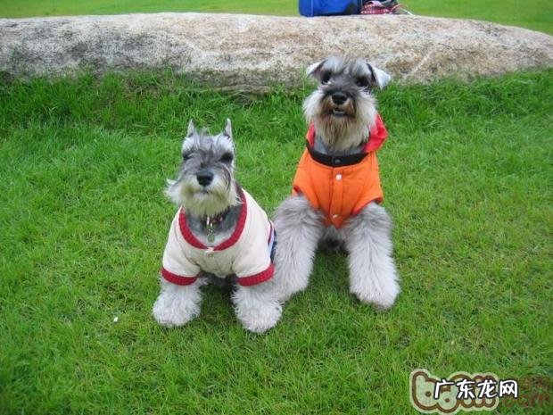 小狗截耳的黄金时间