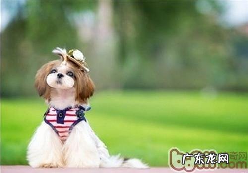长毛犬易系结的解决方式