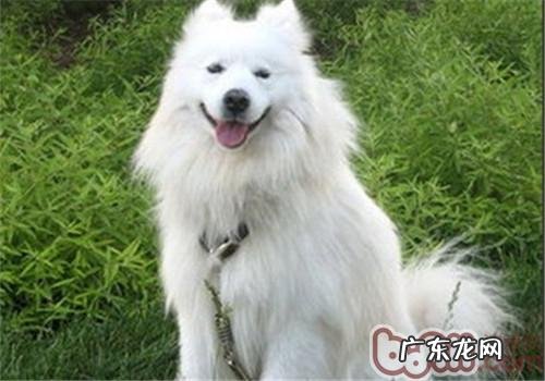 怎样帮小宠物清除的身上的蜱虫