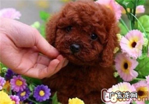 泰迪犬头发掉色一切正常嘛
