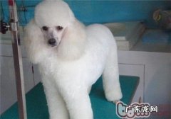 怎么让小狗不害怕宠物医生和美容导师呢