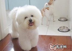 夏季防止小狗中署有窍门