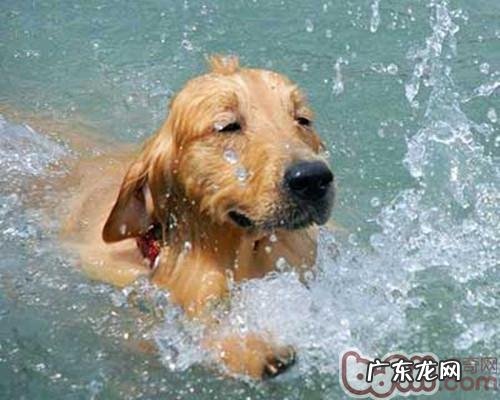 什么小狗更善于游水