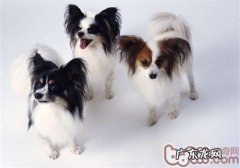 小狗少吃多餐有益身体健康