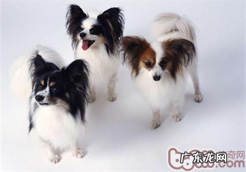 小狗少吃多餐有益身体健康