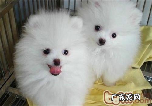 如何区别狗狗疫苗真伪