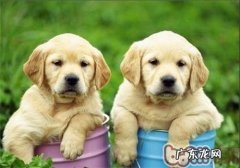 金毛狗狗做绝育手术益处多