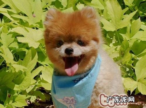 给小狗自制狗粮的常见问题