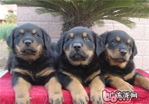 藏獒幼犬阶段饮食搭配参照