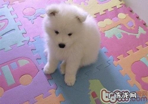 萨摩耶的身上为什么有异味