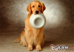 7、八个月上下的金毛狗狗怎样饲养是好？