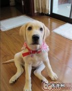 小狗为什么老是放屁呢