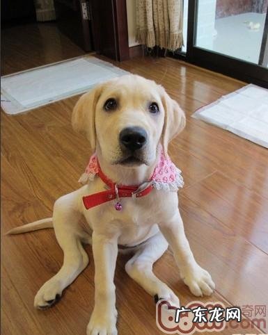 小狗为什么老是放屁呢