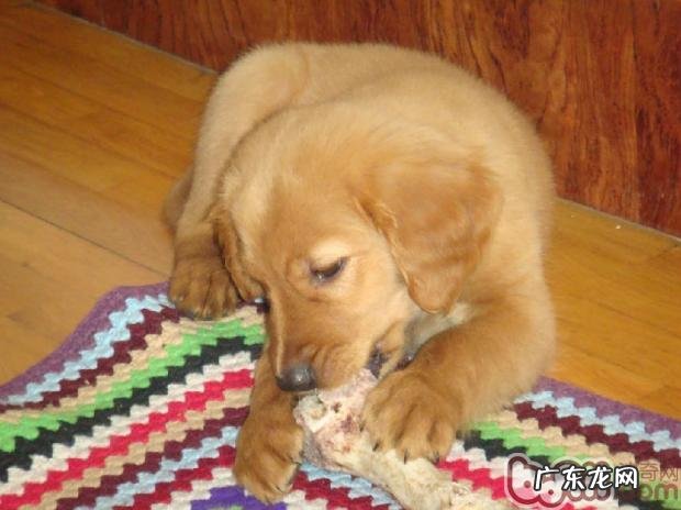 小狗喜爱啃咬的根本原因