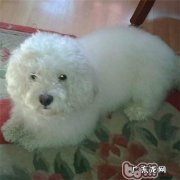 小宠物修毛修指甲的基础流程