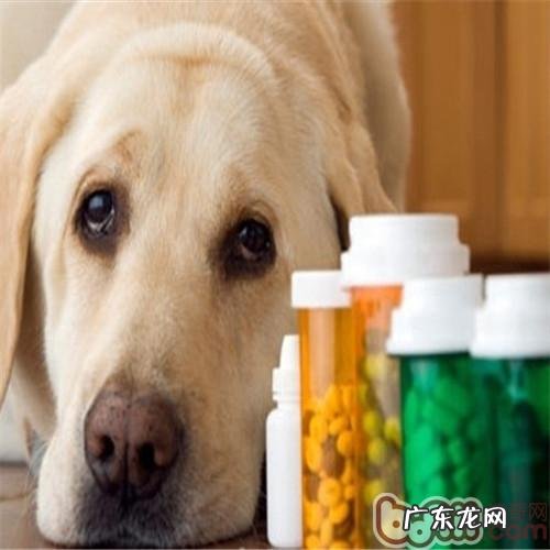 让小狗老老实实服药有窍门