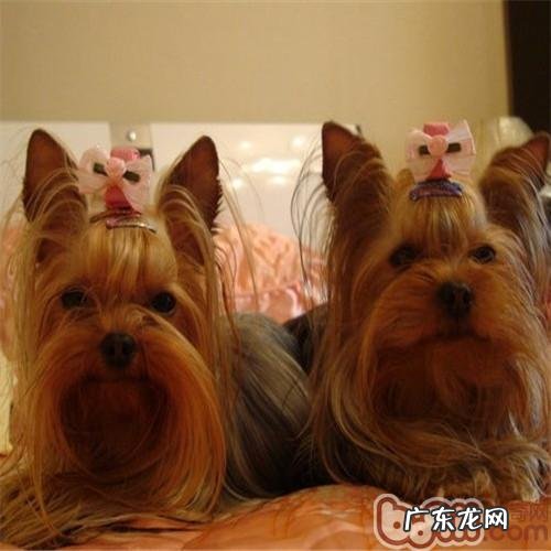 长毛犬美毛保养方式的方法