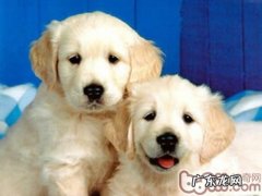 喂养小狗应当留意的家居安全