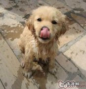 带宠物洗澡前必须留意的几问题