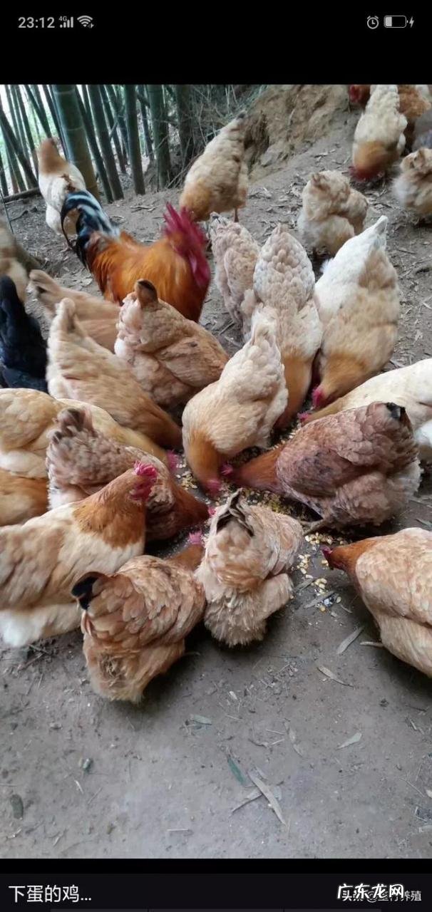 农村养殖致富项目 现在很多农村人选择养殖业，那么养殖什么动物才比较好赚钱？乡下养殖什么最好