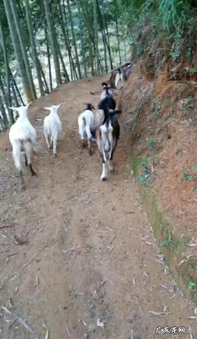 农村养殖致富项目 现在很多农村人选择养殖业，那么养殖什么动物才比较好赚钱？乡下养殖什么最好