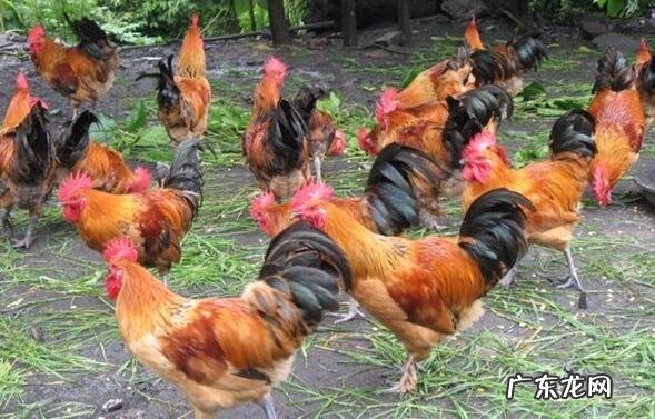 农村养殖致富项目 现在很多农村人选择养殖业，那么养殖什么动物才比较好赚钱？乡下养殖什么最好