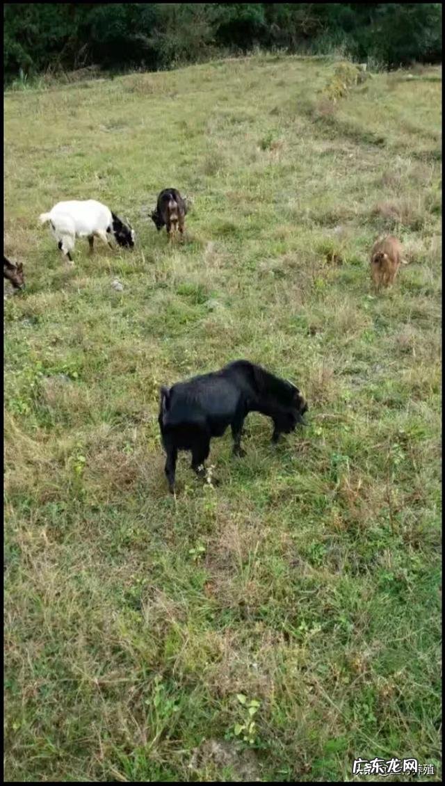 农村养殖致富项目 现在很多农村人选择养殖业，那么养殖什么动物才比较好赚钱？乡下养殖什么最好