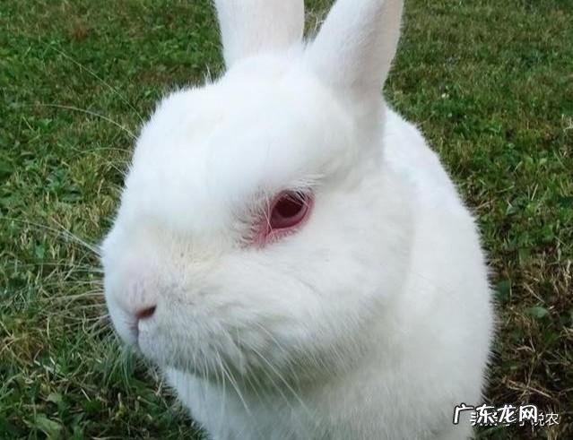 回老家养殖什么好 农村养殖什么回本快呢?在农村养殖什么回本快