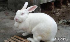 回老家养殖什么好 农村养殖什么回本快呢？在农村养殖什么回本快