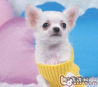 训练狗狗也必须小狗的记忆能力