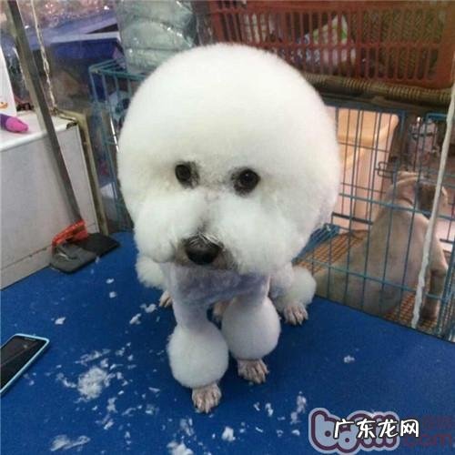 恰当分辨小宠物狗掉毛与除毛