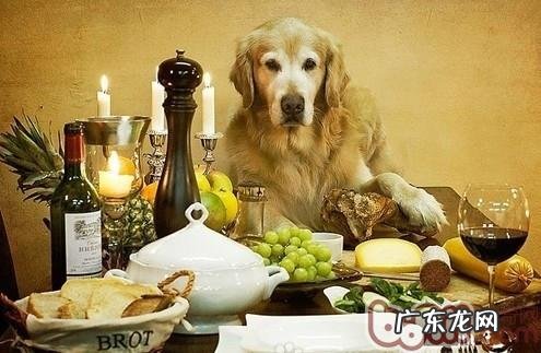 伤害狗狗健康的蔬菜有哪些