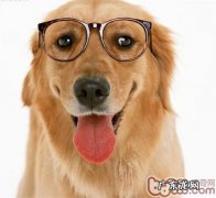 照料老年人小狗必须留意的五个事宜