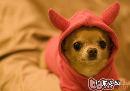 【检测】幼狗个人行为表露性情实质